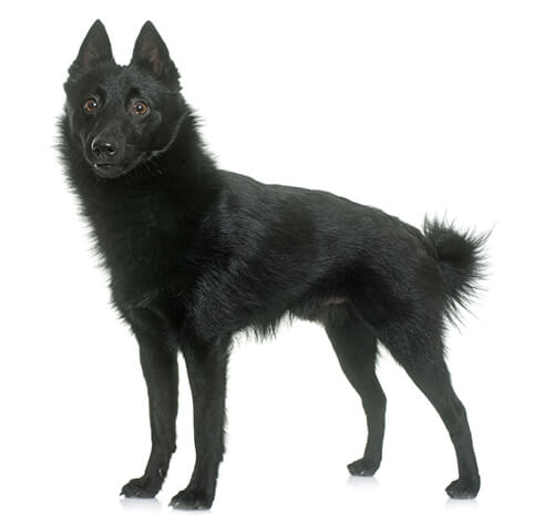 Schipperke origin 2024